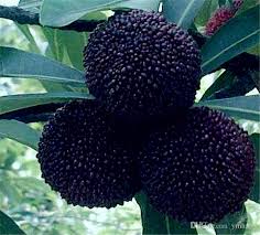 Hidden in the middle of east la is our nursery which specializes in exotic fruit trees. 2021 Sweet Myrica Rubra Seeds Rare Organic Exotic Tropical Fruit Tree Seeds Edible Fruit Chinese Strawberry Tree Seeds Bag From Ymhzpy 0 41 Dhgate Com