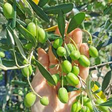 Olives Growing At The Local Park 2020 Bahce Fikirleri Bahce Agac