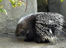 Come Visit Pokey At The Detroit Zoo Detroit Zoo Zoo Animals