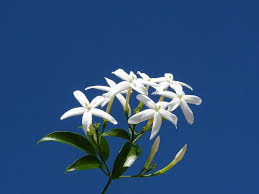 Pin On Flowers