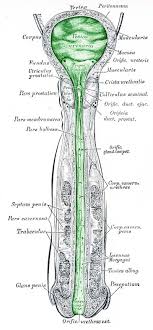 Unangenehmes Gefuhl B Wasser Lassen U B Orgasmus Cyberdoktor Patientenberatung