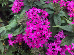 Image result for Pentas pubiflora