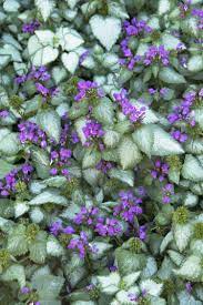 They have a long blooming period, lasting anywhere from 6 to 8 weeks and ranging in color from white to purple. Deep Purple Ground Cover Plant