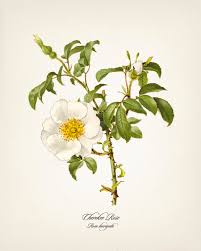 Image result for Rosa laevigata