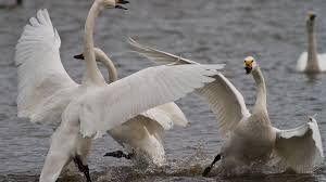 I started swans in 1982 in nyc. They Swan About But Can Be Aggressive And Territorial