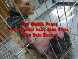 Maybe you would like to learn more about one of these? Cara Buang Gam Pelekat Lalat Atau Tikus Pada Bulu Kucing Eintan Nurfuzie Lifestyle Beauty Travel Tips Rawatan Kucing Review