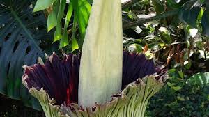 Botanischer garten, café botanik göttingen. Nach Jahrelanger Arbeit Titanwurz Erbluht In Zurich Blick
