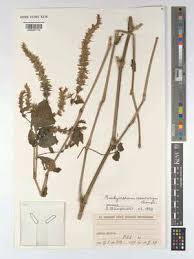 Image result for Brachystephanus holstii