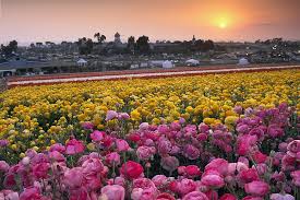 Click to view other data about this site. Carlsbad Flower Fields Mendocino Festivals On Tap