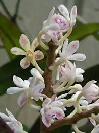 Image result for Diaphananthe vesicata