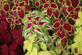 Deer resistant shade plants, deer resistant annuals, deer resistant flowers, deer resistant garden, rabbit resistant plants, deer resistant landscaping, deer proof plants, garden animals, flowering shade plants. Are Coleus Plants Perennial Flowers Ehow Deer Resistant Flowers Deer Proof Plants Deer Resistant Plants