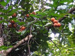 Image result for Landolphia owariensis