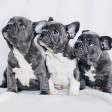 French bulldogs make everyone fall in love with them with their cute, droopy faces and larger than life personalities. French Bulldog Puppies For Sale Available In Phoenix Tucson Az