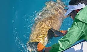 Bottomfishing In The Florida Keys Salt Water Sportsman
