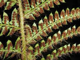 Image result for Polystichum sinense