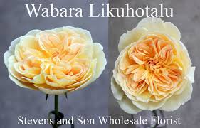 Roses Search By Name Stevens And Son Wholesale Florist Beautiful Rose Flowers Rose Rose Varieties
