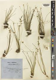 Image result for Actinoschoenus