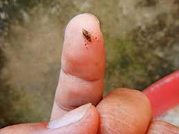 Ants don't like the smell of peppermint and are likely to avoid areas that contain traces of it. Discover The World S Smallest Insects