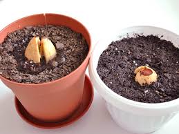 How to grow avocado plants from seed. How To Grow Avocados As Houseplants With Pictures Wikihow