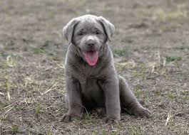 However, this courageous and dependable dog. Labrador Puppies For Sale Silver Labs For Sale Dog Training Dog Boarding Serenity Ranch Kennels