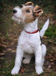 Lancaster puppies advertises puppies for sale in pa, as well as ohio, indiana, new york and other states. Lab Terrier Mix What To Expect From This Diverse Cross