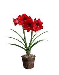 Hallmark Flowers Amaryllis Bulb In Brown Woven Basket Red