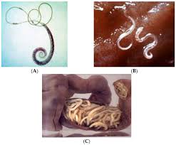 Image result for Whipworm