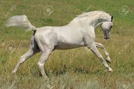 An arabian horses running free in the field. White Arabian Horse Running Gallop On The Meadow Stock Photo Picture And Royalty Free Image Image 6938324