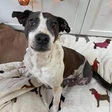 Welcome to southeast corgi rescue! Dauntless Dog Rescue Home Facebook