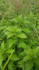 Image result for Virectaria