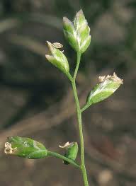 Image result for Poa annua