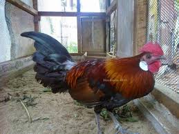Dias Gumay Ayam Hutan Merah Sumatera Gallus Gallus Gallus