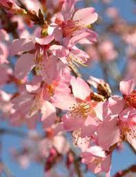 Flowering shrubs, and trees offer great spring color. Flowering Cherry Trees Fairview Garden Center Raleigh Nc