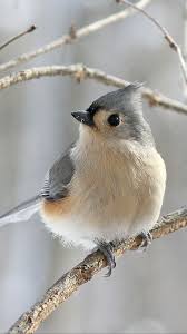 Common Birds Of Cape Cod Pet Birds Birds Bird Pictures