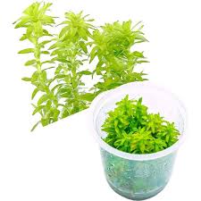 Image result for Limnophila fluviatilis