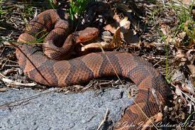 A Northern Copperhead In Exposed Scrub Rock Habitat Habitats Photo Northern