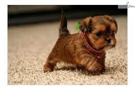Foxy Yorkie Shih Tzu Female Shorkie Puppies Teacup Dogs Puppies Cute Dogs