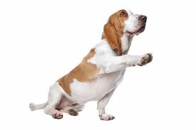 Basset Hound Everything You Need To Know Shield My Pet