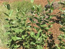 Image result for Kotschya speciosa