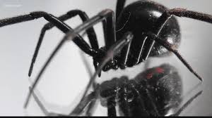 Black widow's bite is an electroshock weapon, created by s.h.i.e.l.d.'s tech directorate, that can deliver powerful electrical discharges from two shaped bracelets worn by black widow. 3 Boys In Bolivia Let Spider Bite Them To Become Spider Man Wusa9 Com