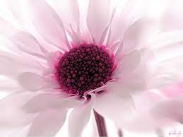 Very gentle, bright and shine screensaver is good decoration for your windows desktop pc. Pink Flower Screensavers Desktop Background