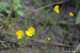 Image result for Utricularia formula