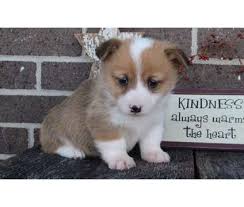 Maybe you would like to learn more about one of these? Sift Sable Pembroke Welsh Corgi Puppies Available For Adoption Is A Female Male Pembroke Welsh Corgi Puppy For Sale In Welsh Corgi Corgi Pembroke Welsh Corgi
