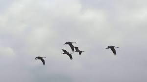 Flock Of Crane Bird Animal Flying Across Sky Panning Right Stock Footage Bird Animal Flock Crane Crane Bird Animals Bird