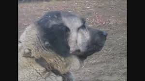 Cok Fena Kukreyen Kangal Izlesene Com
