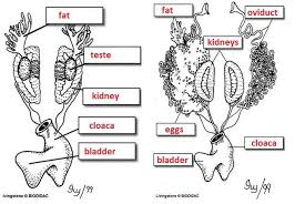The human body functions in terms of interacting organ systems composed of specialized structures that maintain or restore health. Frog Dissection Digestive Urogenital Frog Dissection Frog Dissection Worksheet Dissection
