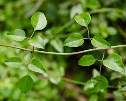 Image result for Jasminum bakeri