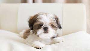 Shih tzu's sweet face and gentle, loving disposition has made him, not only a favorite pampered pet but a helpful therapy dog. Shih Tzu Puppies Cute Pictures And Facts Dogtime