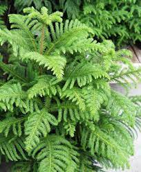 Common Name Norfolk Island Pine Scientific Name Araucaria Heterophylla Season Evergreen Uses Shrubbery Bonsai Tree Types Bonsai Tree Care Pine Bonsai