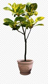 Here you can explore hq potted plant transparent illustrations, icons and clipart with filter setting like size, type, color etc. Transparent Background Houseplant Clipart Transparent Background House Plant Png Emoji Potted Plant Emoji Free Transparent Emoji Emojipng Com